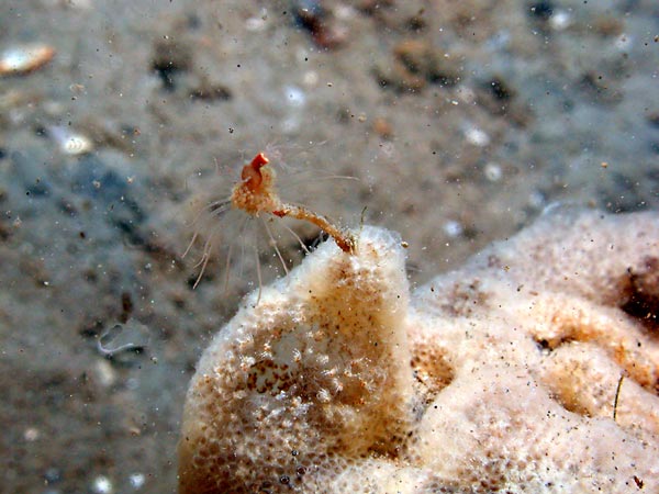 Ectopleura dumortieri